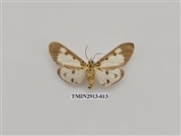 藏品(夜蛾7)的圖片